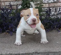PHATBOY, a male American Bully for sale in Allen, TX – 1 of 1