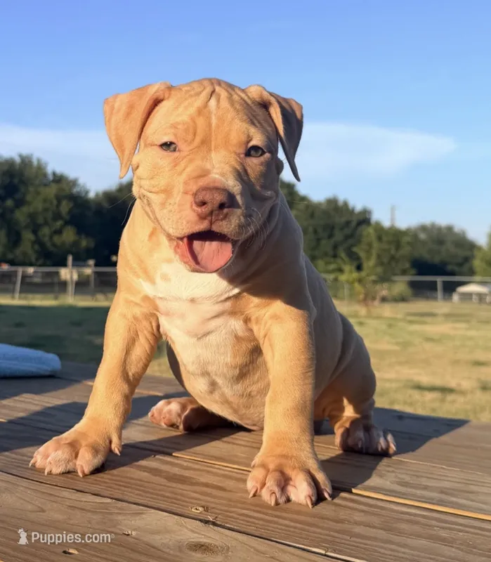 GOLDIE – American Bully puppy for sale in Allen, TX