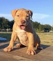 GOLDIE, a female American Bully for sale in Allen, TX – 1 of 1