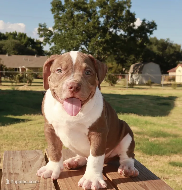 ROLO – American Bully puppy for sale in Allen, TX