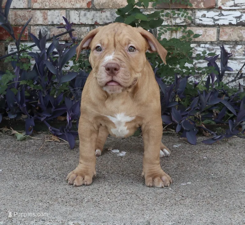 RUBY – American Bully puppy for sale in Allen, TX
