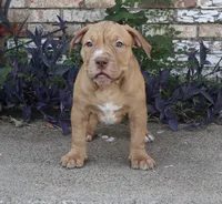 RUBY, a female American Bully for sale in Allen, TX – 1 of 1