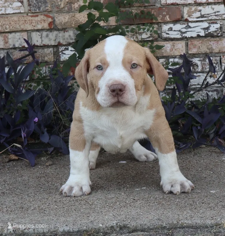 BIG TWIN – American Bully puppy for sale in Allen, TX