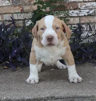 BIG TWIN, a male American Bully for sale in Allen, TX – 1 of 1