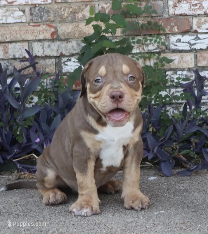 HENNESSEY – American Bully puppy for sale in Allen, TX