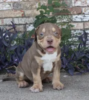 HENNESSEY, a male American Bully for sale in Allen, TX – 1 of 1