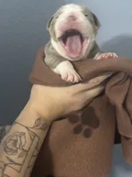 Eeyore, a male Olde English Bulldogge for sale in Sacramento, CA – 4 of 7