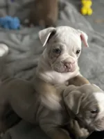 Baby Rae , a female Olde English Bulldogge for sale in Sacramento, CA – 6 of 9