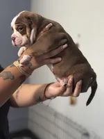 Dot, a female Olde English Bulldogge for sale in Sacramento, CA – 4 of 5