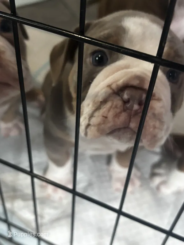 Eeyore – Olde English Bulldogge puppy for sale in Sacramento, CA