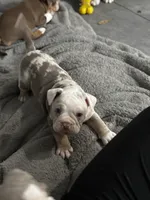 Baby Rae , a female Olde English Bulldogge for sale in Sacramento, CA – 1 of 9