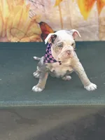 Sweet pea, a female Olde English Bulldogge for sale in Sacramento, CA – 2 of 10