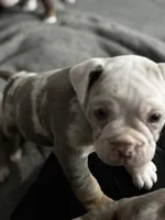 Baby Rae , a female Olde English Bulldogge for sale in Sacramento, CA – 4 of 9