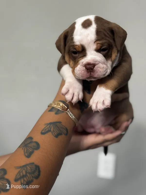 Dot – Olde English Bulldogge puppy for sale in Sacramento, CA