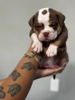 Dot, a female Olde English Bulldogge for sale in Sacramento, CA – 1 of 5