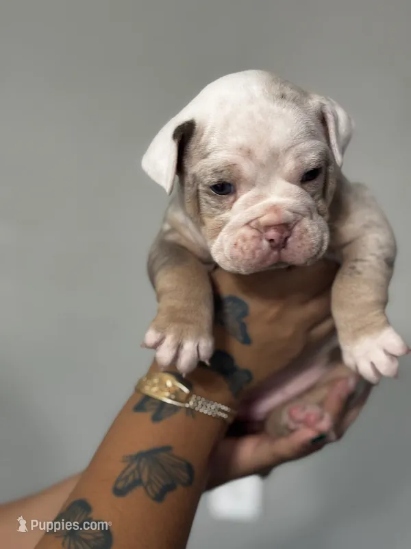 Baby Rae  – Olde English Bulldogge puppy for sale in Sacramento, CA