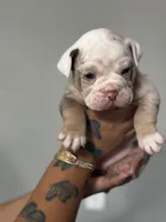 Baby Rae , a female Olde English Bulldogge for sale in Sacramento, CA – 5 of 9