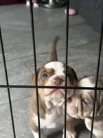 Dot, a female Olde English Bulldogge for sale in Sacramento, CA – 2 of 5