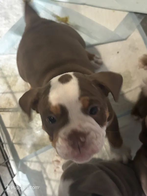 Dot – Olde English Bulldogge puppy for sale in Sacramento, CA