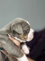Eeyore, a male Olde English Bulldogge for sale in Sacramento, CA – 2 of 7