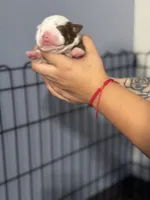 Daphne, a female Olde English Bulldogge for sale in Sacramento, CA – 2 of 8