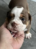 Dot, a female Olde English Bulldogge for sale in Sacramento, CA – 3 of 5