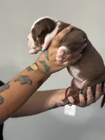 Daphne, a female Olde English Bulldogge for sale in Sacramento, CA – 6 of 8