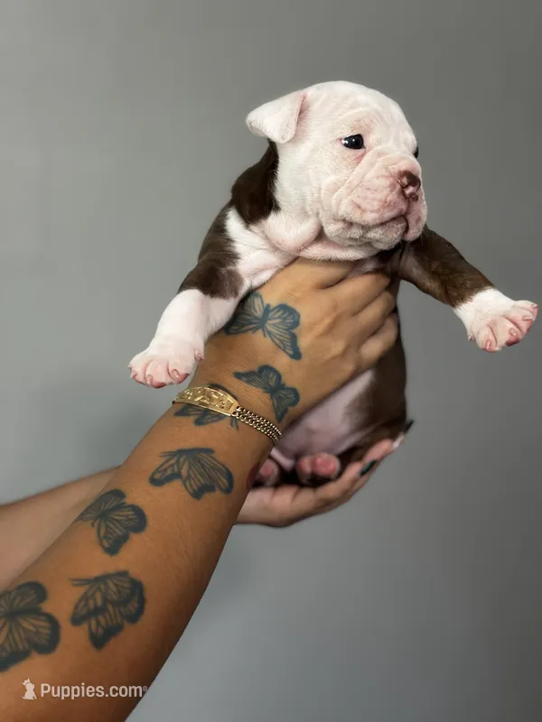 Daphne – Olde English Bulldogge puppy for sale in Sacramento, CA