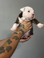 Daphne, a female Olde English Bulldogge for sale in Sacramento, CA – 1 of 8