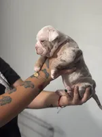 Baby Rae , a female Olde English Bulldogge for sale in Sacramento, CA – 3 of 9