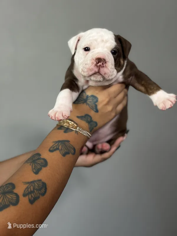 Daphne – Olde English Bulldogge puppy for sale in Sacramento, CA