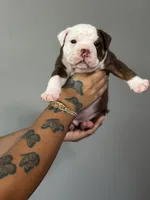 Daphne, a female Olde English Bulldogge for sale in Sacramento, CA – 3 of 8