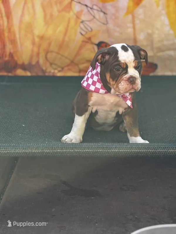 Dot – Olde English Bulldogge puppy for sale in Sacramento, CA