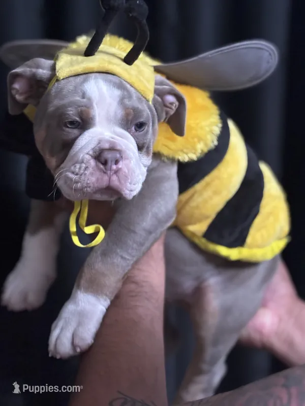 Eeyore – Olde English Bulldogge puppy for sale in Sacramento, CA