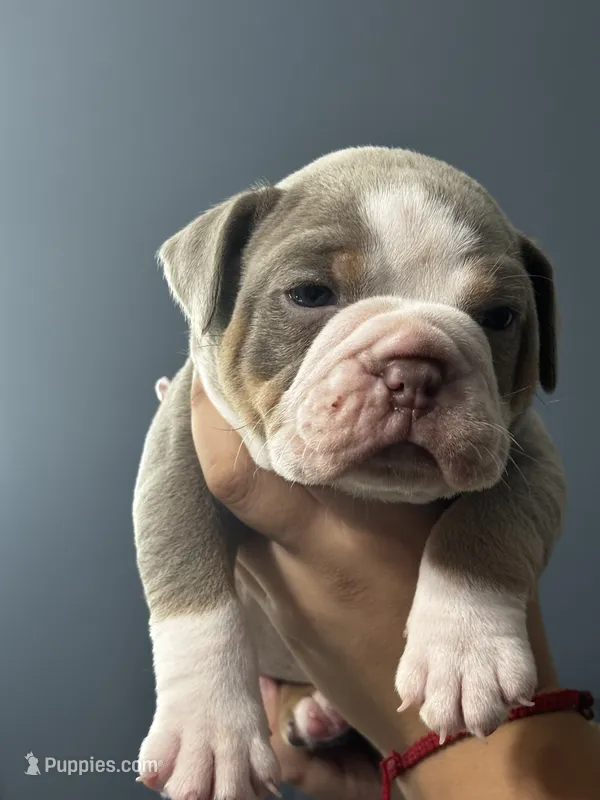 Eeyore – Olde English Bulldogge puppy for sale in Sacramento, CA