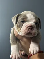 Eeyore, a male Olde English Bulldogge for sale in Sacramento, CA – 1 of 7