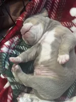 Eeyore, a male Olde English Bulldogge for sale in Sacramento, CA – 5 of 7
