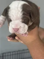 Daphne, a female Olde English Bulldogge for sale in Sacramento, CA – 4 of 8