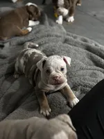 Baby Rae , a female Olde English Bulldogge for sale in Sacramento, CA – 7 of 9