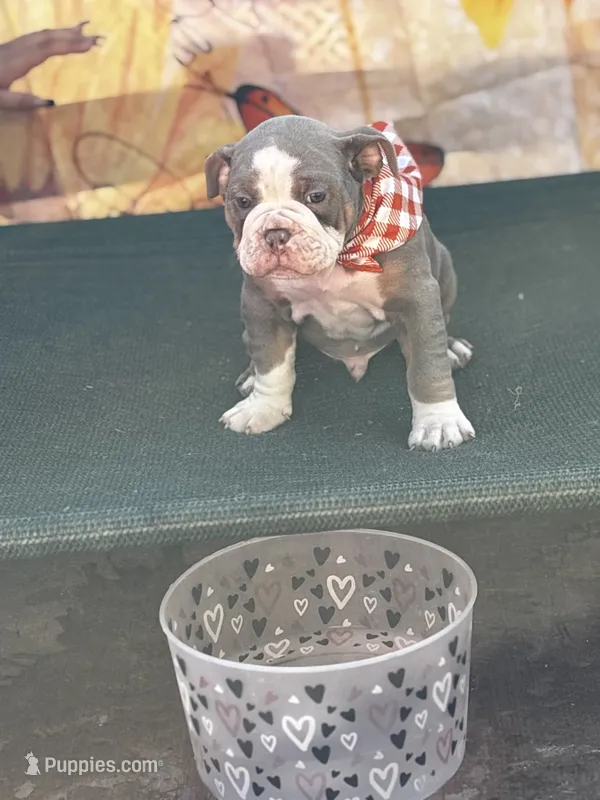 Eeyore – Olde English Bulldogge puppy for sale in Sacramento, CA