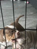 Dot, a female Olde English Bulldogge for sale in Sacramento, CA – 5 of 5