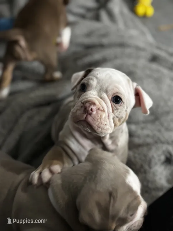 Baby Rae  – Olde English Bulldogge puppy for sale in Sacramento, CA