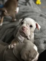 Baby Rae , a female Olde English Bulldogge for sale in Sacramento, CA – 2 of 9