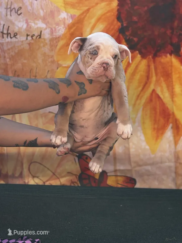 Baby Rae  – Olde English Bulldogge puppy for sale in Sacramento, CA