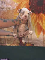 Sweet pea, a female Olde English Bulldogge for sale in Sacramento, CA – 1 of 10