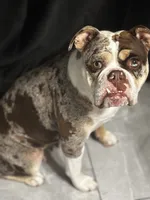 Sweet pea, a female Olde English Bulldogge for sale in Sacramento, CA – 9 of 10