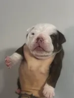 Daphne, a female Olde English Bulldogge for sale in Sacramento, CA – 5 of 8