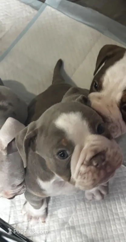 Eeyore – Olde English Bulldogge puppy for sale in Sacramento, CA