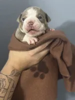 Eeyore, a male Olde English Bulldogge for sale in Sacramento, CA – 3 of 7