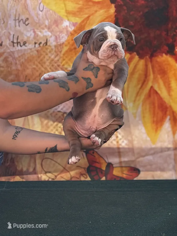 Eeyore – Olde English Bulldogge puppy for sale in Sacramento, CA